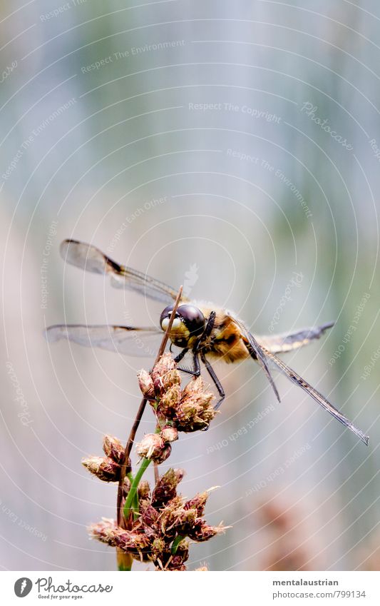 dragonfly Dragonfly 1 Animal Toys Doll Teddy bear Squeak duck Cuddly toy Robot Moody Timidity Colour photo Exterior shot Deserted Copy Space top