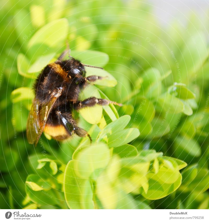 Big bumblebee sitting on hedge Nature Plant Animal bushes Foliage plant Bumble bee 1 Crawl Lie green Orange Black Serene Calm Relaxation Sunbathing Restful