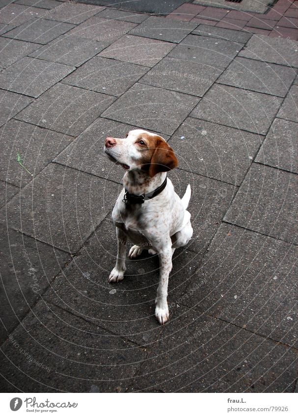 who's gonna give me something? Loyalty Dog Beg Puppydog eyes Sidewalk café Mammal Gastronomy Looking Appetite Compassion pity way Street dog