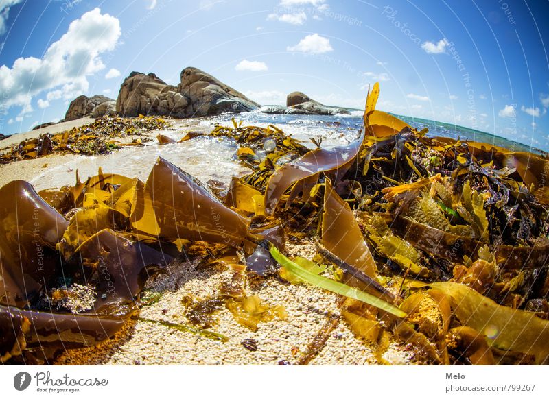 Sea Salad Nature Landscape Animal Sand Water Sky Sunlight Summer Beautiful weather Plant Grass Leaf Exotic Coast Lakeside Beach Ocean Seaweed Fluid Fresh