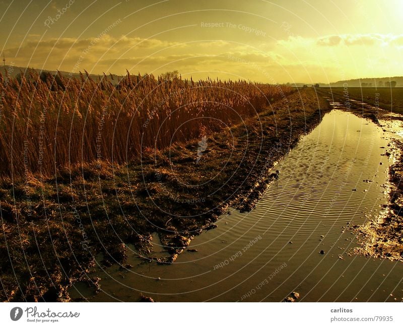 Golden Times II Sunset White balance Back-light Puddle Common Reed Relaxation Winter Calm Meadow Environment Autumn Pasture Light Grass Reflection Weather