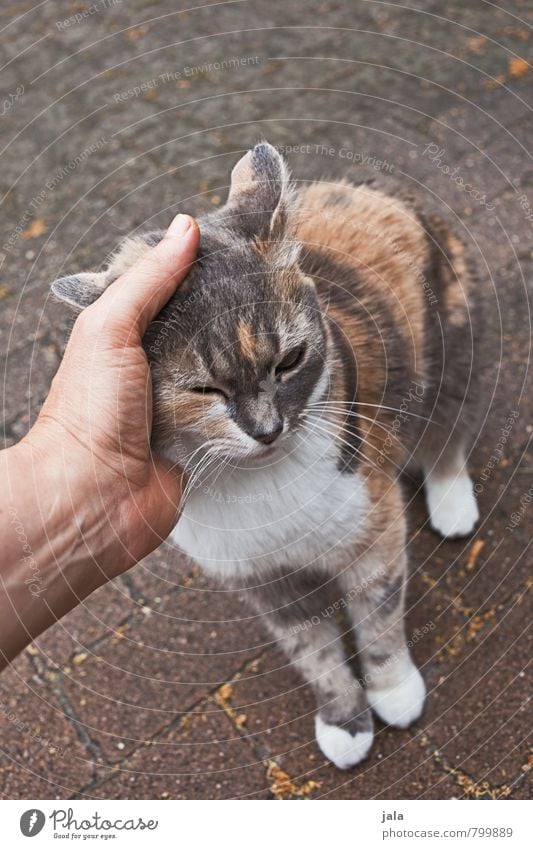 caress Feminine Hand Animal Pet Cat 1 Trust Safety (feeling of) Sympathy Love of animals Caress Cuddling Colour photo Exterior shot Neutral Background Day