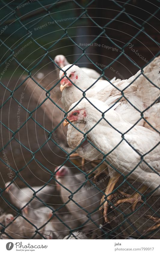 fowls Hut Barn Fence Wire netting fence Animal Farm animal Gamefowl Group of animals Natural Barn fowl Colour photo Exterior shot Deserted Day Animal portrait