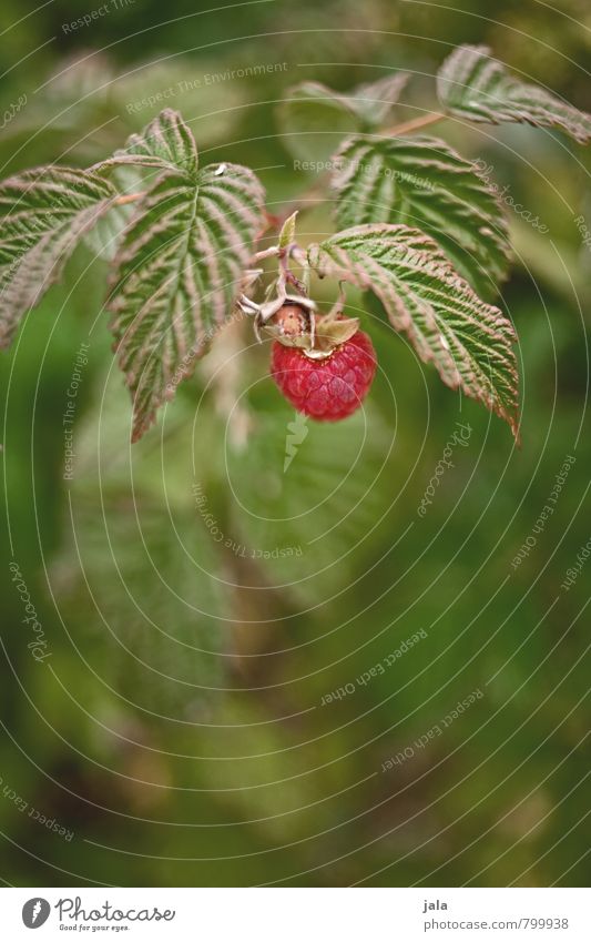 raspberry Environment Nature Plant Blossom Agricultural crop Fruit Raspberry Garden Fresh Healthy Delicious Natural Colour photo Exterior shot Deserted