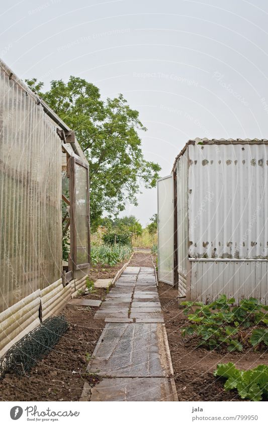 greenhouses Nature Sky Plant Tree Garden Hut Manmade structures Building Greenhouse Lanes & trails Natural Gloomy Colour photo Exterior shot Deserted