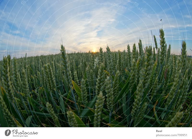 wheat field Food Feed Farm Agriculture Harvest Nature Earth Sun Sunrise Sunset Sunlight Summer Beautiful weather Plant Grass Agricultural crop Grain Grain field