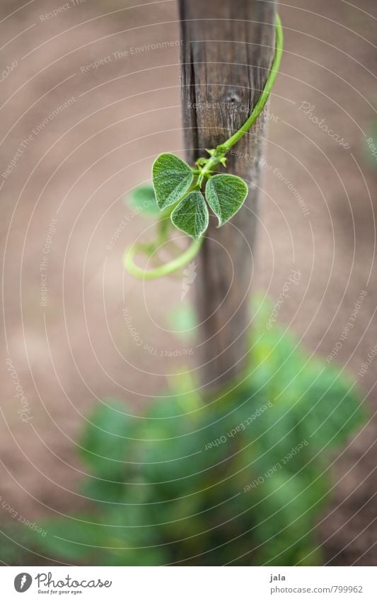 beans Environment Nature Plant Foliage plant Agricultural crop bean family Beans Garden Field Healthy Natural Growth Colour photo Exterior shot Deserted