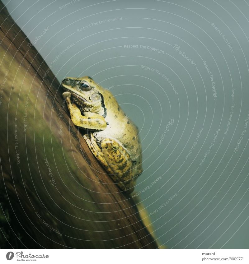 in a deep sleep Nature Animal Frog 1 Moody Sleep Painted frog Frogs Animal portrait Exterior shot Close-up Detail Macro (Extreme close-up)