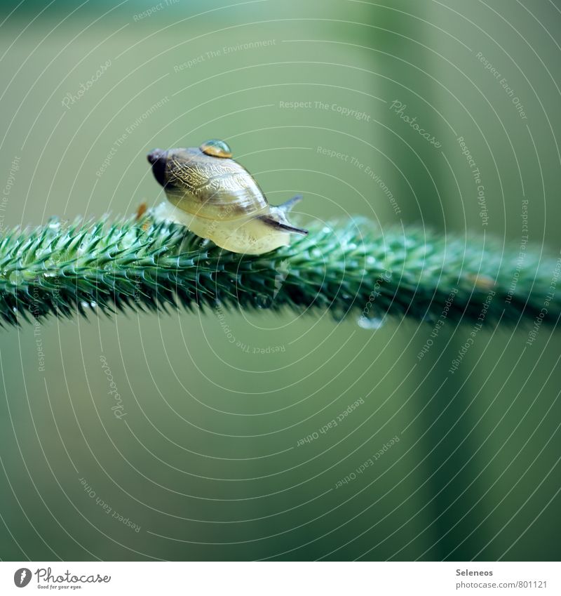 pearl Environment Nature Animal Plant Meadow Field Wild animal Snail 1 Near Wet Green Love of animals Drops of water Colour photo Close-up Detail