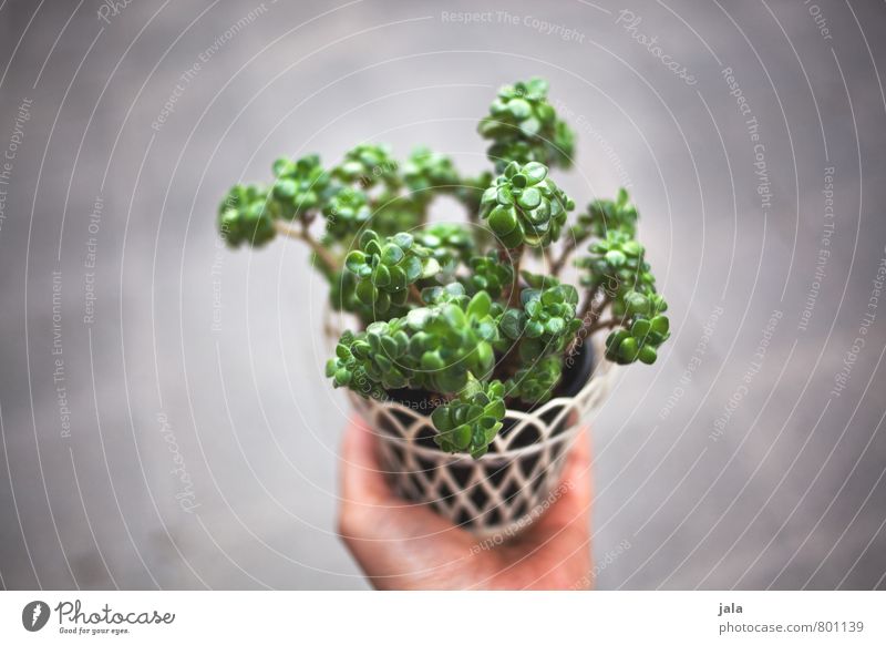 houseplant Feminine Hand Plant Foliage plant Pot plant Succulent plants Houseplant Esthetic Colour photo Exterior shot Neutral Background Day