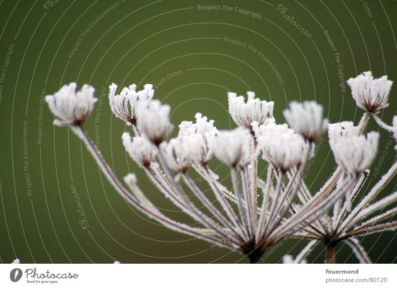 Mr. Frosty was here Hoar frost Cold Winter Comfortless Beautiful Confectioner`s sugar Blossom Flower Plant Seasons Green Delicate Ice chill Snow Garden