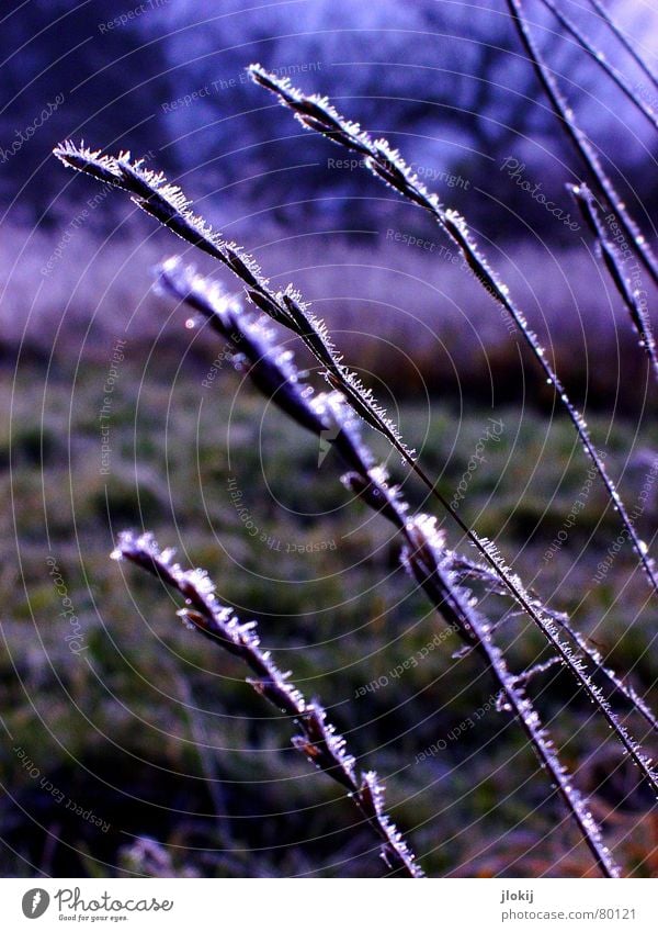 Here too Ice Cold Freeze Plant Ear of corn Grass Meadow Field Tree Winter Afternoon Dark Part of the plant Damp Dank Green Hoar frost Green space Frost Nature