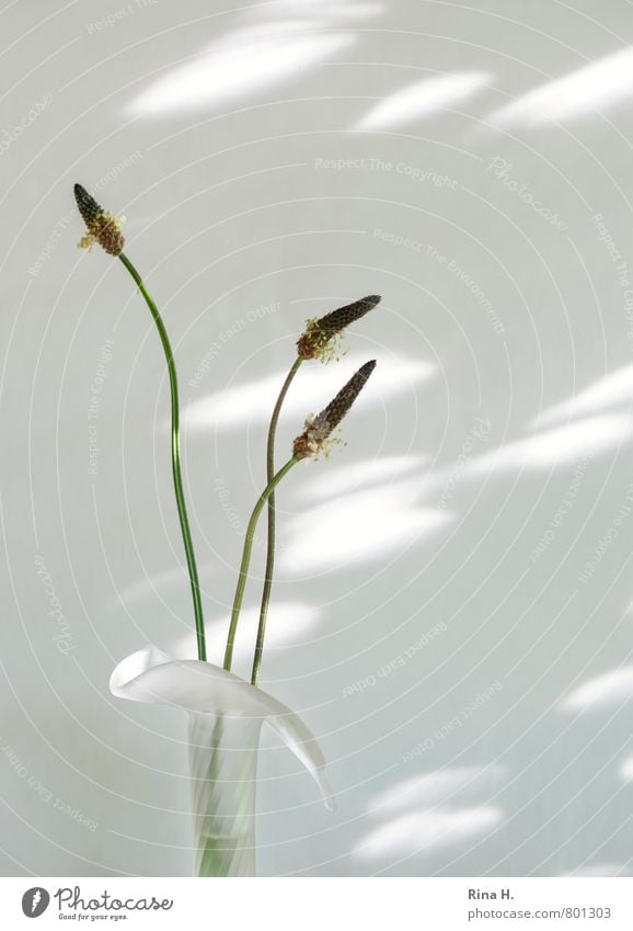 Three Graces Elegant Style Wild plant To dry up Esthetic Simple Bright White Ease Vase Seed Still Life Stalk Subdued colour Exterior shot Deserted