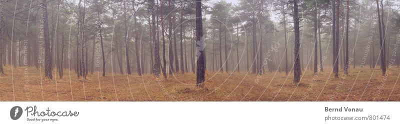 favourite forest Forest Pine Light Exterior shot Depth of field Fog Haze Individual Grass Panorama (Format) Tree bark Beautiful Dreamily Calm Relaxation