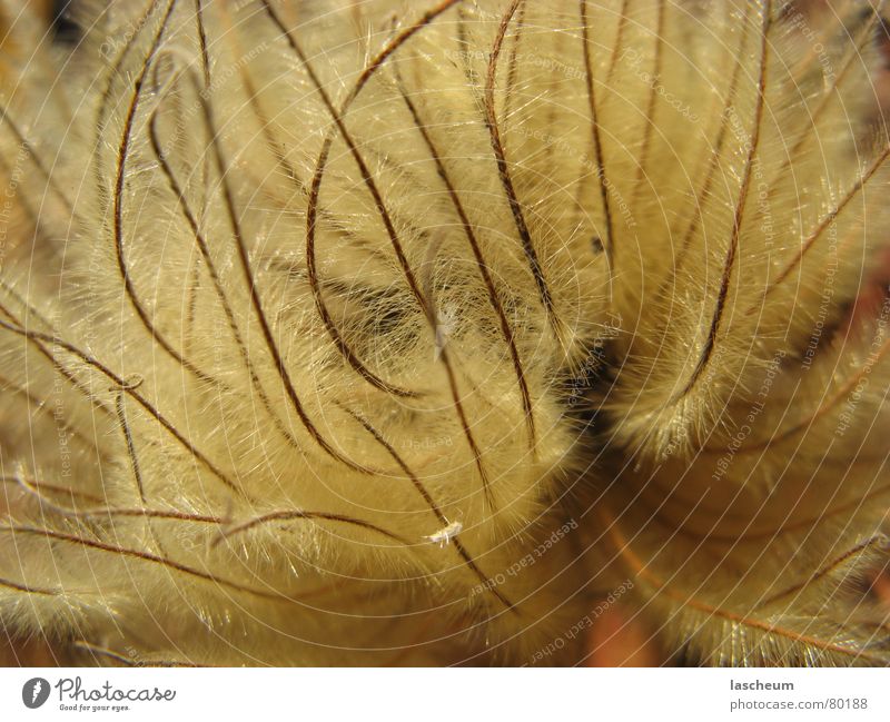 Dried blossom Blossom Flower Dry Structures and shapes Beige Light brown Stalk Autumn Flower stem Drought Gooseflesh Natural phenomenon Pistil Perfect Seed