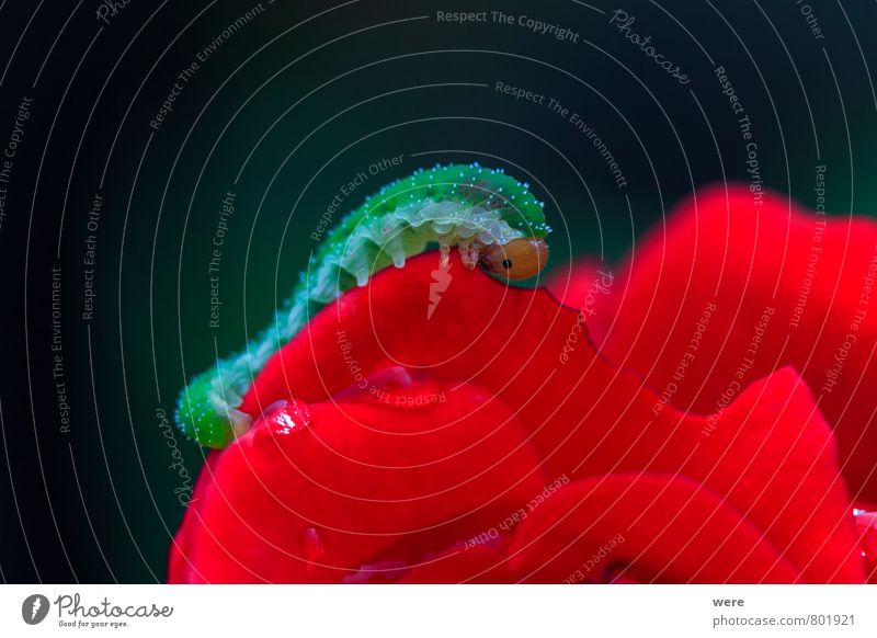 small caterpillar Nimmersatt Nature Plant Animal Flower Rose Blossom To feed Exotic Red Allantus viennensis Insect caterpillars animals insects