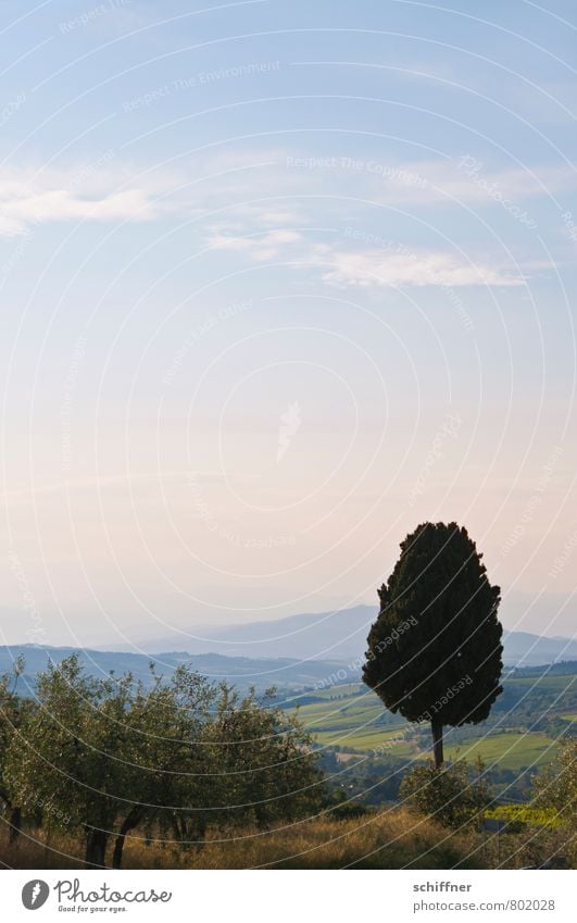 Ice on a stick, liquorice Landscape Sky Summer Climate Beautiful weather Plant Tree Hill Mountain Blue Individual 1 Land Feature Tuscany Italy Chianti