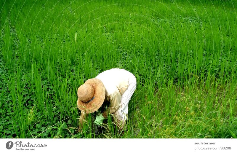 weedkiller Paddy field Rice Temporary work Stress Attempt Overwork Proletarian Overburden Grass Meadow Green Man Working man Field Asia Japan Nutrition