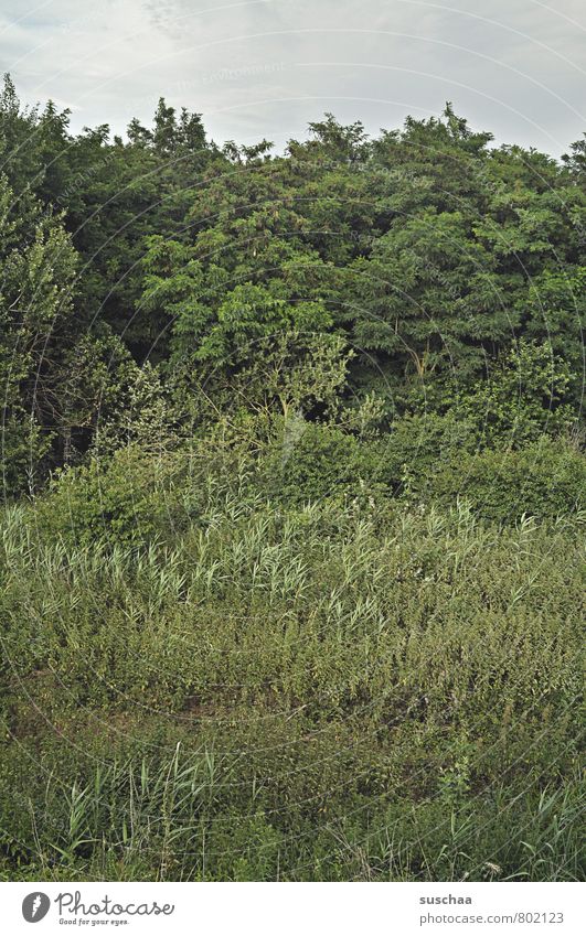 full nature II Environment Nature Landscape Plant Sky Summer Tree Bushes Forest Green Foliage plant Overgrown Green space Colour photo Subdued colour