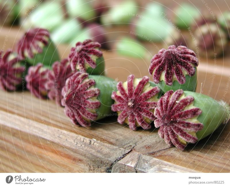 poppy seed capsules Seed Poppy Plant Blossom Flower Meadow Field Summer Velvety Red Green Dry Still Life Glade Botany Poppy field Part of the plant