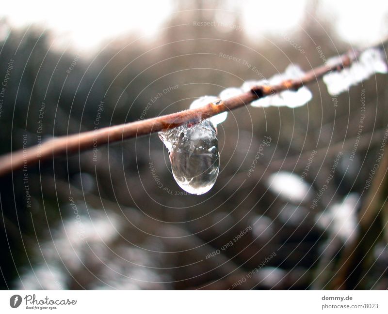 ice drop Reflection Snow Ice Branch Drops of water Clarity kaz