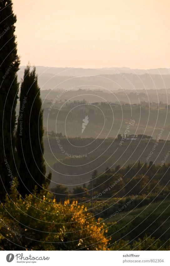 Chianti mio II Environment Nature Landscape Plant Sunrise Sunset Beautiful weather Tree Hill Pink Far-off places Vantage point Tuscany Italy Stone pine Cypress