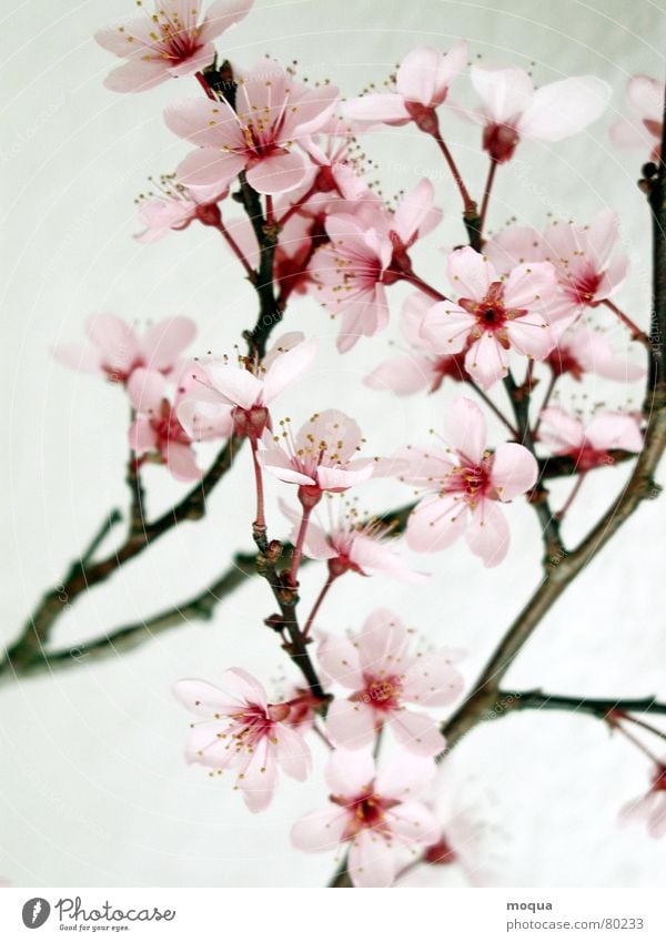 cherry blossom Cherry Pink Red Harmonious Japan Spring Delicate Blossom leave Cherry blossom Beginning Noble Graceful Fragile Macro (Extreme close-up) Close-up