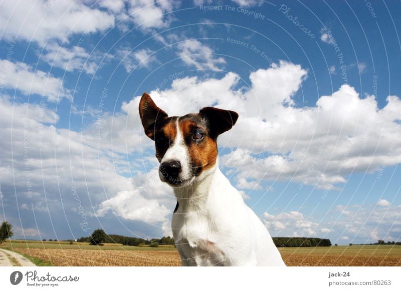 Carlos in the Wind Dog Jack Russell terrier Sweet Sky Clouds Puppy Gale White Field Hallway Autumn storm Mammal Blue dogs life life as a dog Nose blow Ear snort