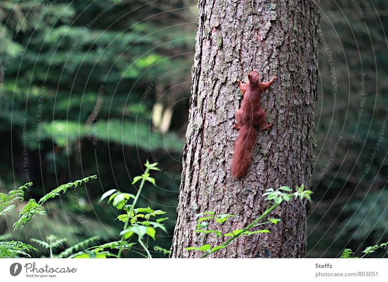 But quickly now - squirrels as climbing artists Squirrel nimble brown squirrel climber Snapshot Domestic instant forest bath summer forest green forest