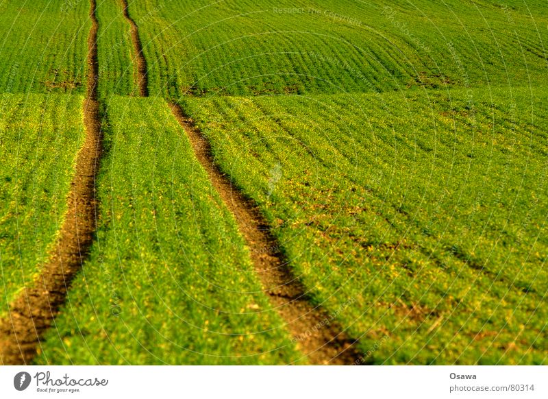 dirt road Undulating Animal tracks Footpath Field Tracks Waves Hill Green Foliage plant Skid marks Far-off places Undulation Meadow Traffic lane Go off Driveway