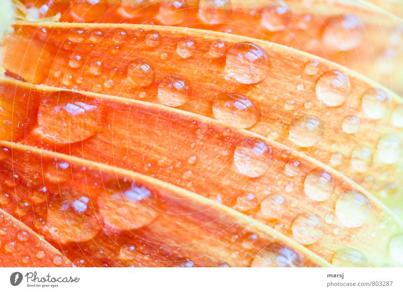 crisp and fresh Life Harmonious Relaxation Calm Nature Plant Water Drops of water Spring Summer Flower Blossom Agricultural crop Gerbera Blossom leave