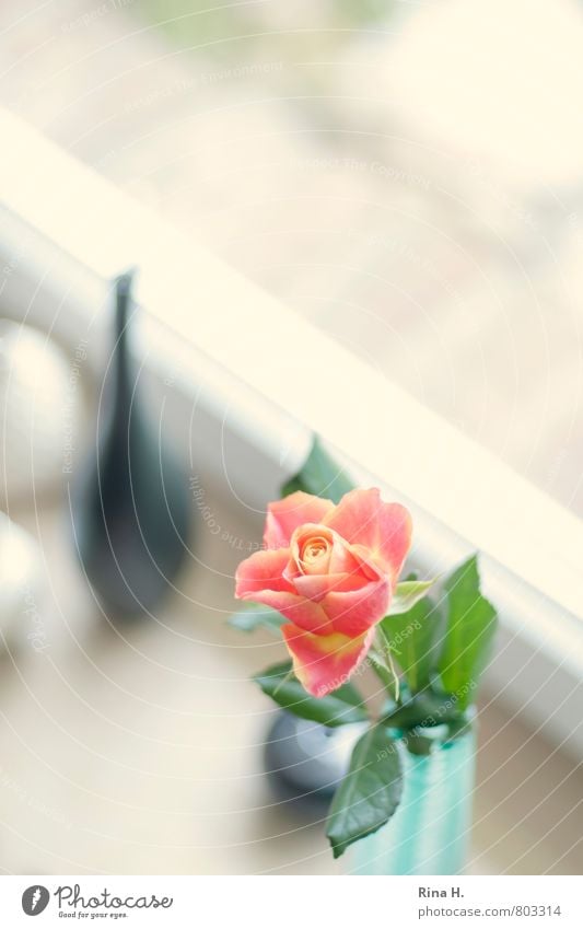 WindowStill Flower Rose Bright Vase Window board Still Life Colour photo Interior shot Deserted Copy Space right Copy Space top Shallow depth of field