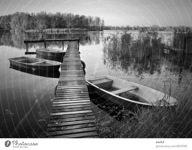 rest day Environment Nature Landscape Cloudless sky Horizon Beautiful weather Plant Tree Bushes Common Reed Lakeside Island Olba Idyll Far-off places Rowboat