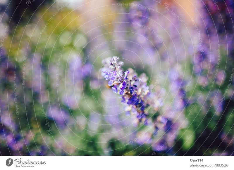 Purple Clouds Environment Nature Plant Animal Spring Summer Beautiful weather Blossom Foliage plant Garden Park Blossoming Soft Green Violet "Lilac Flower