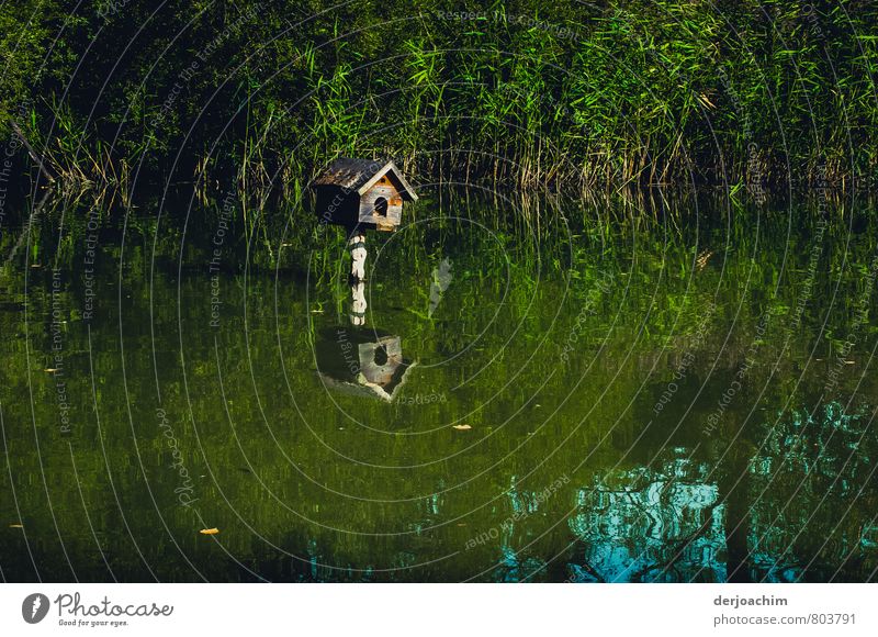 birdhouse in a pond somewhere in the franconian outback, with very nice reflection .only nature and silence, new tenant wanted Leisure and hobbies