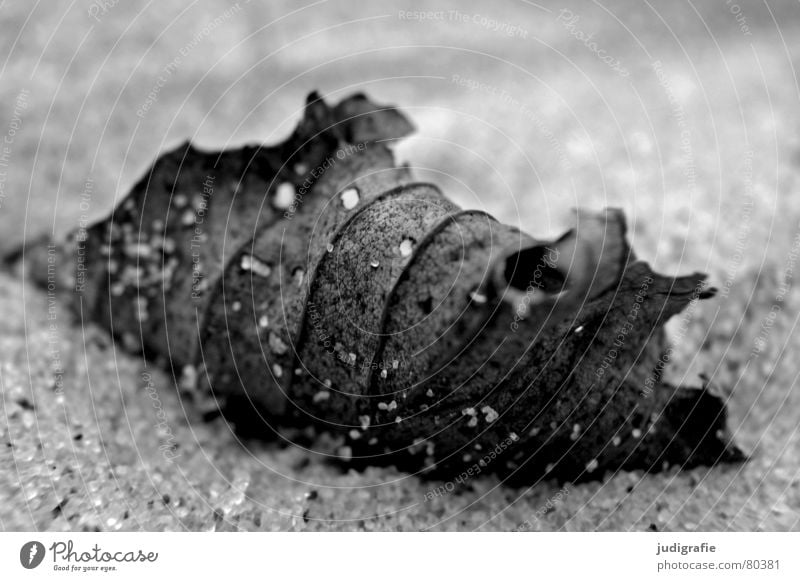 Leaf on the beach Grain of sand Black Beach Fine Near Autumn Western Beach Macro (Extreme close-up) Black & white photo Ocean Death Sand Structures and shapes