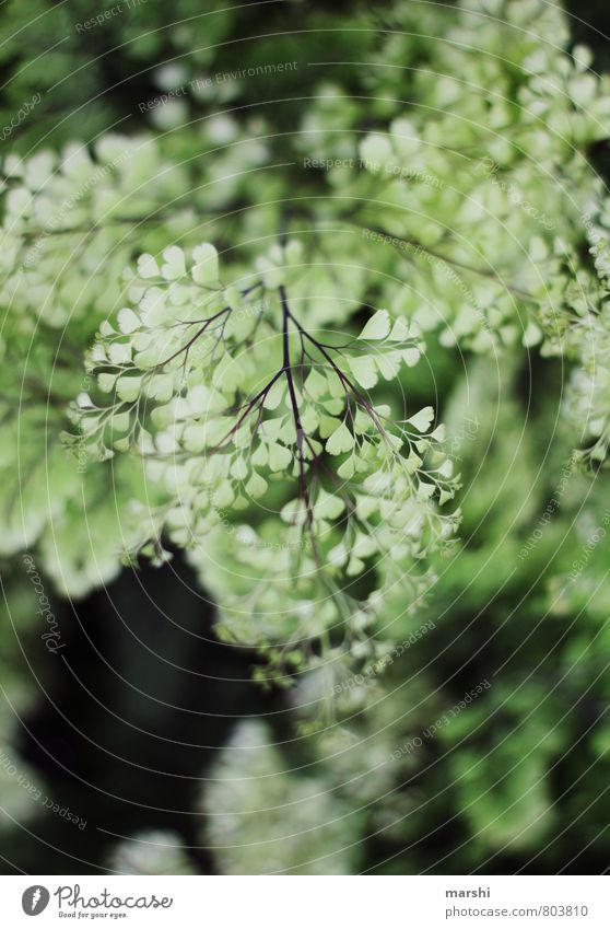 heart bush Nature Landscape Plant Bushes Fern Green Delicate Shallow depth of field flaky Leaf Colour photo Exterior shot Close-up Detail