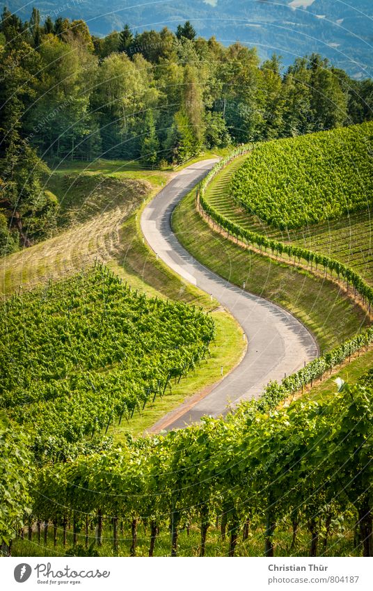 Wine Route (Southern Styria) Relaxation Calm Meditation Vacation & Travel Tourism Trip Freedom Environment Nature Sun Summer Beautiful weather Plant Tree Grass