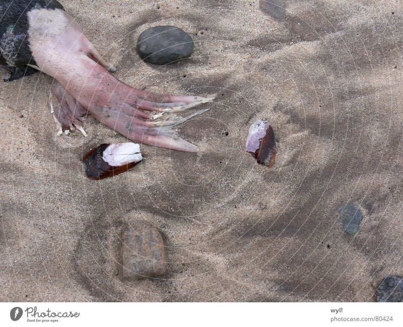 The wave of life Seals Beach Summer Skeleton Ocean Mussel Waves White crest Flotsam and jetsam Sandbank Bathing place Harbour seal Death Mammal Transience