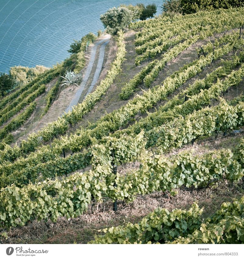 Wine Landscape Summer Plant Agricultural crop Garden Hill River Douro Green Vine Vineyard Slope Wine growing Port Portugal Winegrower Colour photo Exterior shot