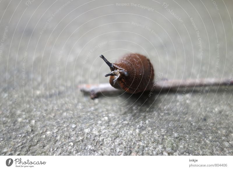 squat Wild animal Snail Slug 1 Animal Crouch Naked Wet Under Brown Gray Nature Break Slimy Slowly Destructive weed Colour photo Subdued colour Exterior shot