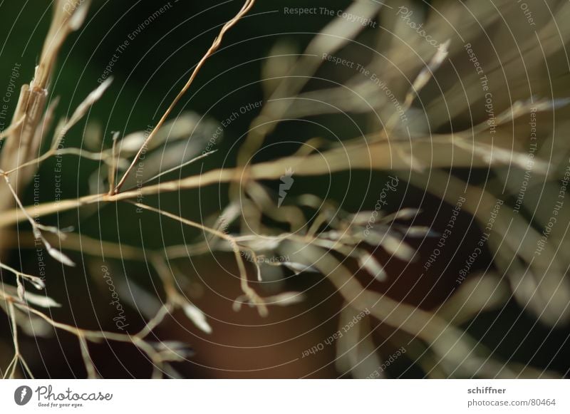 Straw in the wind 2 Death Grass Blade of grass Blur Winter Dry Thin Meadow Grassland Macro (Extreme close-up) Ocean leave us. incline diagona Crazy Wind