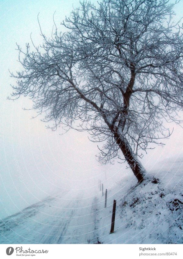 The white road 1 Winter Tree Fog Cold Switzerland Express train Shroud of fog Tree trunk Traffic lane Ice Helvetia Snow Lanes & trails Street Sidewalk