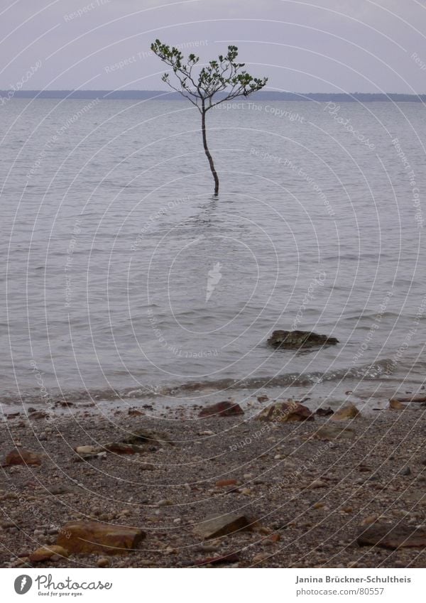 The ocean is no obstacle Tree Australia Beach Survive Environment darwin Water Far-off places