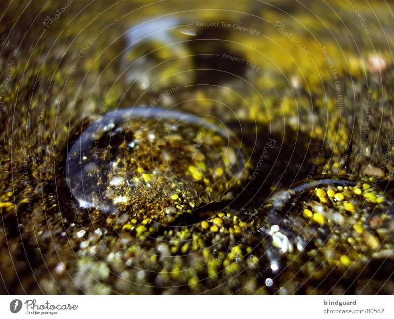 enlargement Enlarged Magnifying glass Green Wet Fresh Glittering Near Rain Flash Thundery shower Large Small Macro (Extreme close-up) Liquid Close-up Water