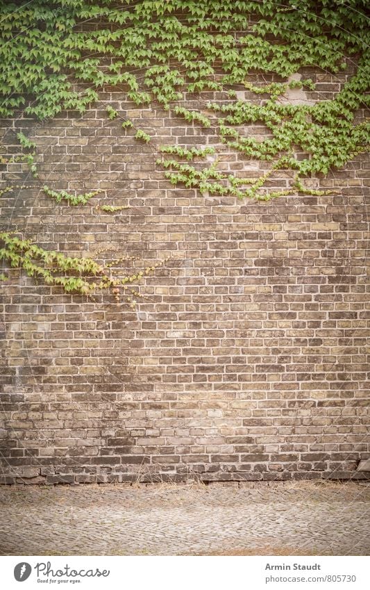 Russian wine and brick wall Summer Sky Plant Tree Virginia Creeper Tendril Overgrown Town Architecture Wall (barrier) Wall (building) Street Brick Old Authentic