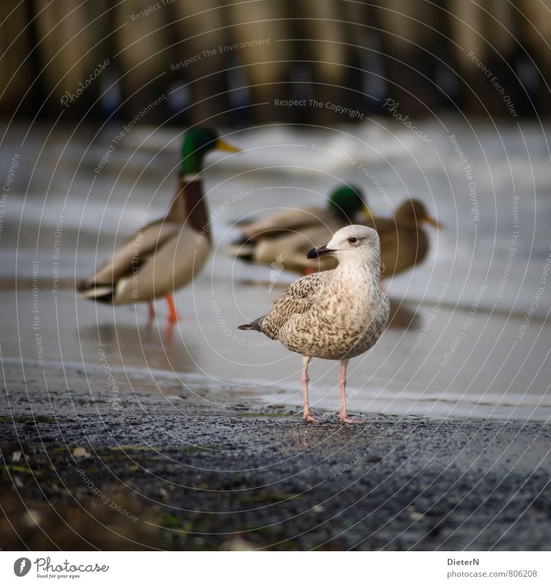 waiting Animal Bird 4 Brown Black White Seagull Duck Ocean Beach Water Colour photo Exterior shot Deserted Copy Space bottom Day Shallow depth of field