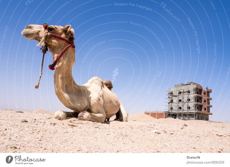 awake Outskirts Deserted House (Residential Structure) Building Facade Animal Farm animal 1 Blue Yellow Gray Red Camel Stony Scaffolding Colour photo