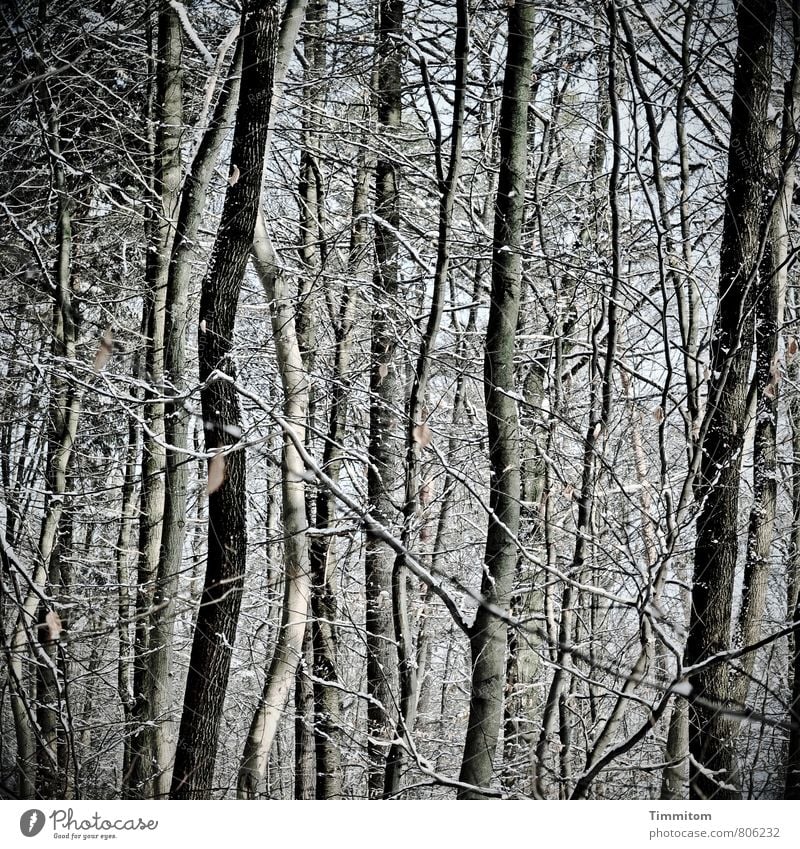 Narrow. Environment Nature Plant Winter Weather Tree Branchage Forest Wood Esthetic Cold Natural Gray Black White Emotions Snowfall Leaf Versatile Colour photo