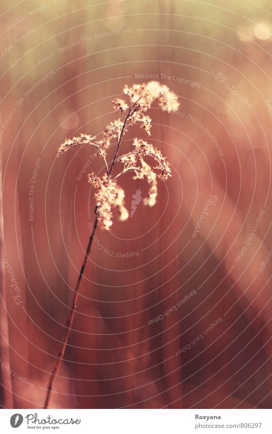 summer Environment Nature Landscape Plant Sun Sunlight Summer Warmth Drought Grass Wild plant Meadow Field Loneliness Grassland Summery Romance Delicate